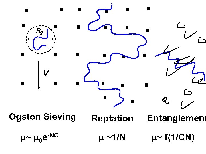 Rg V Ogston Sieving ~ 0 e-NC Reptation ~1/N Entanglement ~ f(1/CN) 