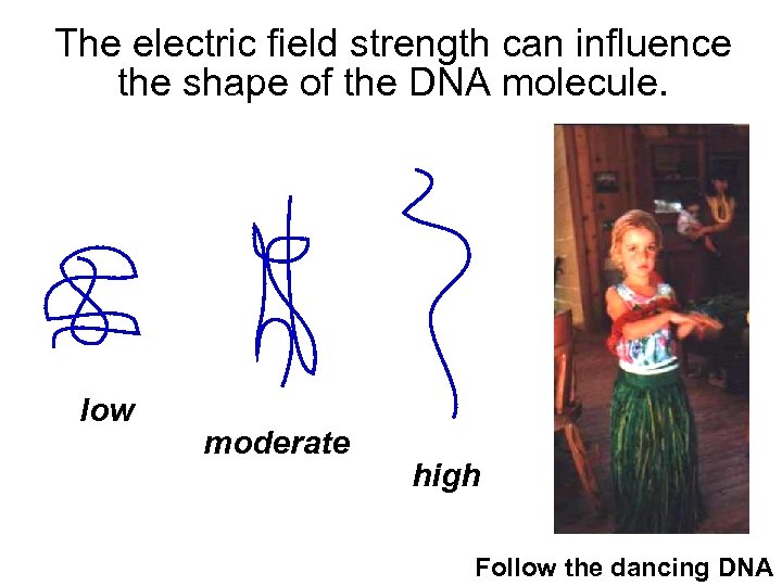 The electric field strength can influence the shape of the DNA molecule. low moderate