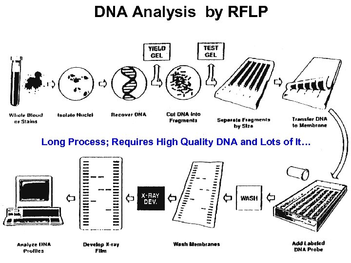 DNA Analysis by RFLP Long Process; Requires High Quality DNA and Lots of It…