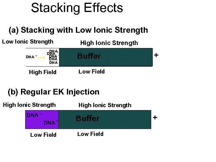 Stacking Effects (a) Stacking with Low Ionic Strength DNA - DNA DNA - High