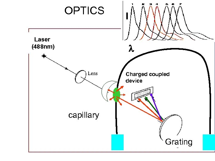 OPTICS Laser (488 nm) I Charged coupled device capillary Grating 