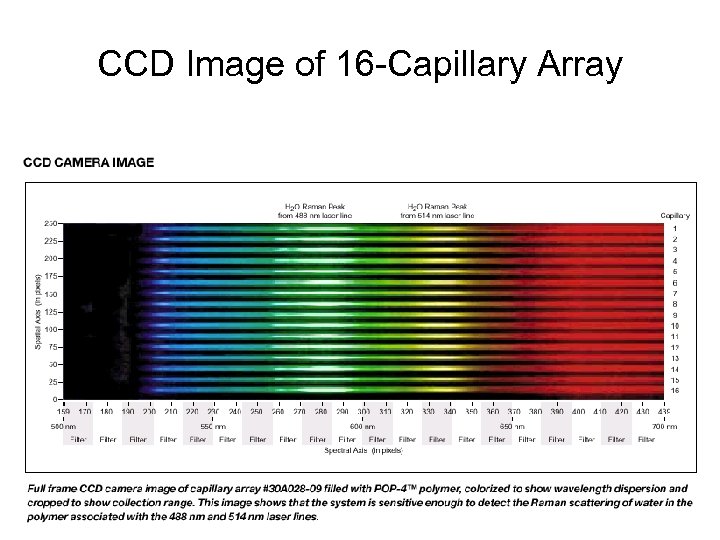 CCD Image of 16 -Capillary Array 