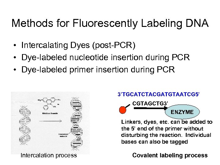 Methods for Fluorescently Labeling DNA • Intercalating Dyes (post-PCR) • Dye-labeled nucleotide insertion during