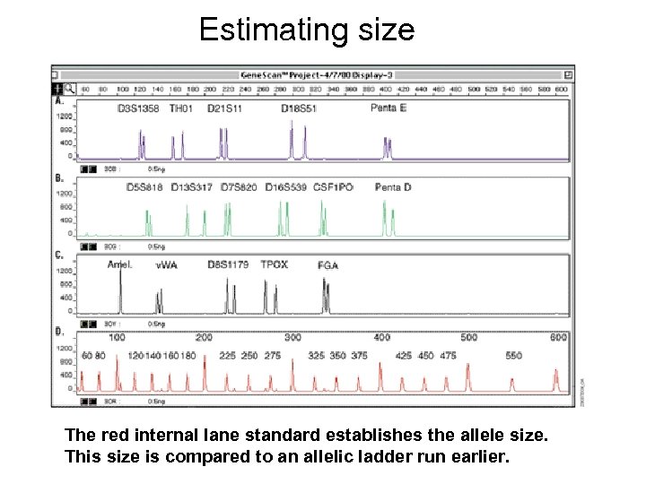 Estimating size The red internal lane standard establishes the allele size. This size is