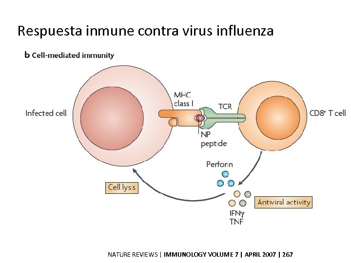 Respuesta inmune contra virus influenza NATURE REVIEWS | IMMUNOLOGY VOLUME 7 | APRIL 2007