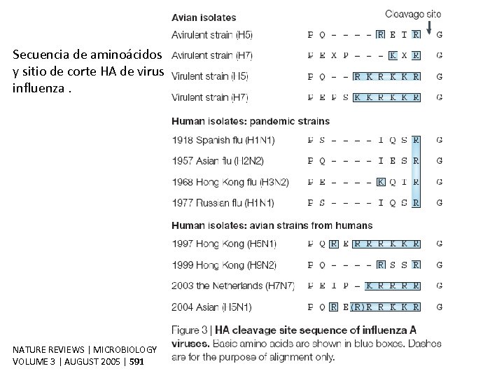 Secuencia de aminoácidos y sitio de corte HA de virus influenza. NATURE REVIEWS |
