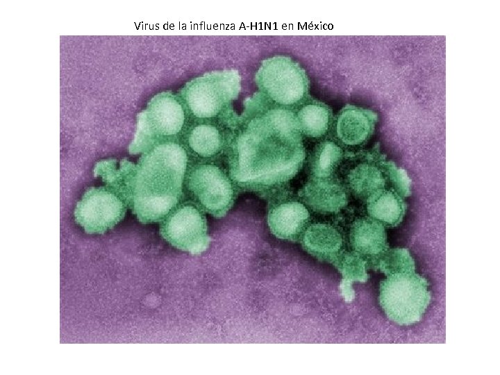 Virus de la influenza A-H 1 N 1 en México 