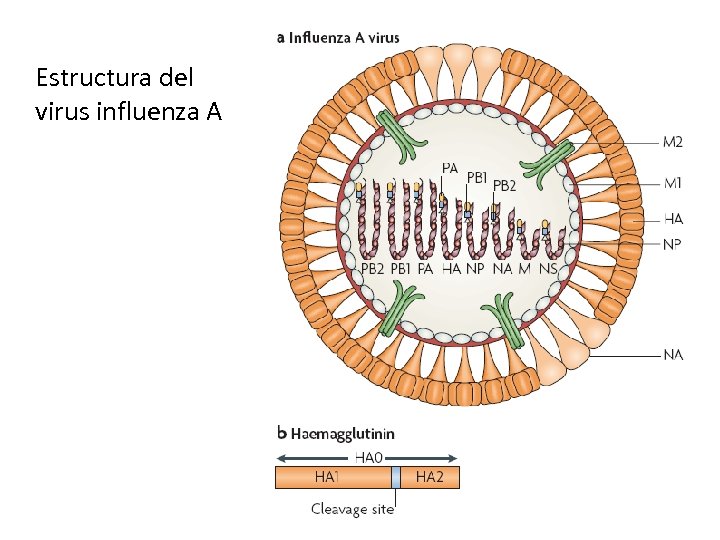 Estructura del virus influenza A 