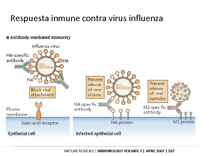 Respuesta inmune contra virus influenza NATURE REVIEWS | IMMUNOLOGY VOLUME 7 | APRIL 2007