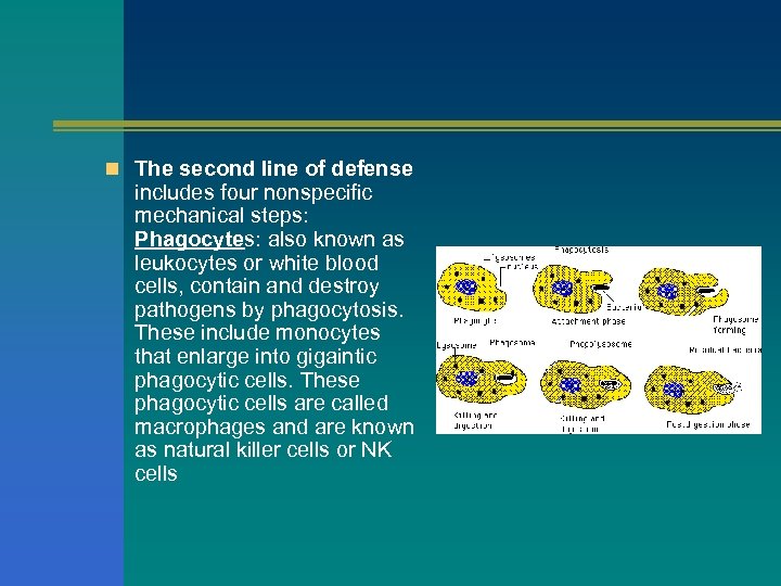 n The second line of defense includes four nonspecific mechanical steps: Phagocytes: also known