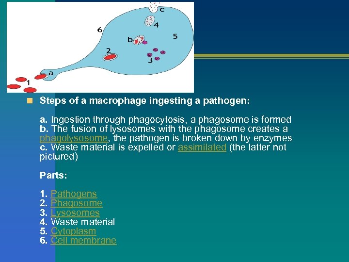 n Steps of a macrophage ingesting a pathogen: a. Ingestion through phagocytosis, a phagosome