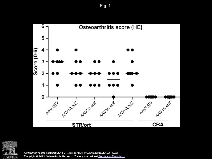 Fig. 1 Osteoarthritis and Cartilage 2013 21, 358 -367 DOI: (10. 1016/j. joca. 2012.