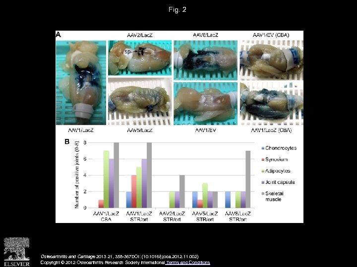 Fig. 2 Osteoarthritis and Cartilage 2013 21, 358 -367 DOI: (10. 1016/j. joca. 2012.