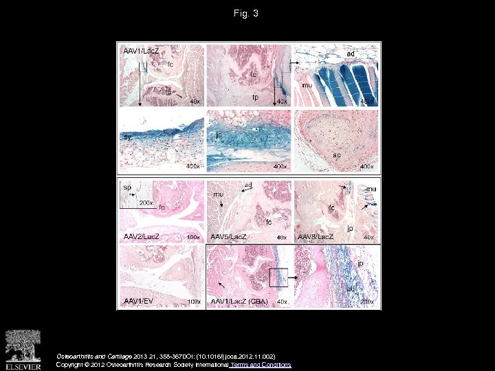 Fig. 3 Osteoarthritis and Cartilage 2013 21, 358 -367 DOI: (10. 1016/j. joca. 2012.