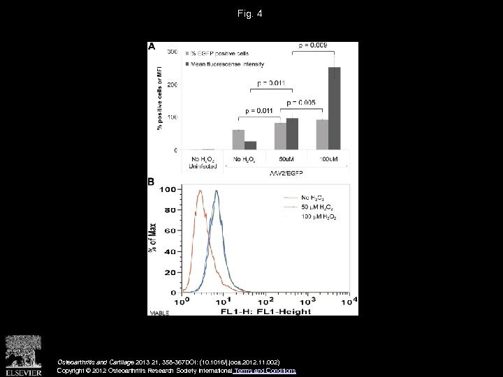 Fig. 4 Osteoarthritis and Cartilage 2013 21, 358 -367 DOI: (10. 1016/j. joca. 2012.