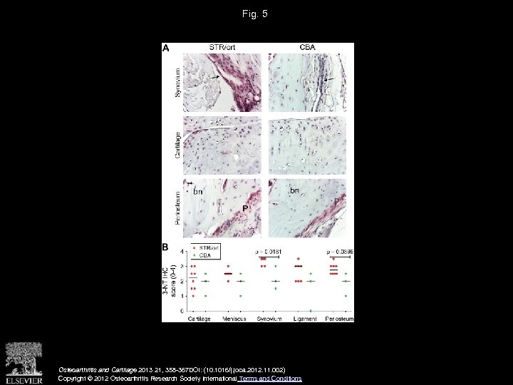 Fig. 5 Osteoarthritis and Cartilage 2013 21, 358 -367 DOI: (10. 1016/j. joca. 2012.