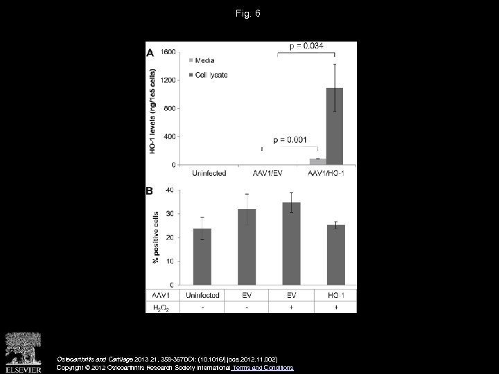 Fig. 6 Osteoarthritis and Cartilage 2013 21, 358 -367 DOI: (10. 1016/j. joca. 2012.