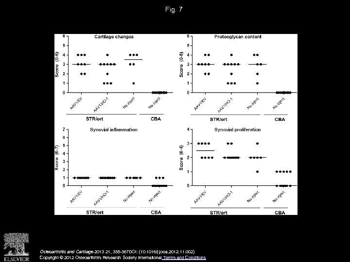 Fig. 7 Osteoarthritis and Cartilage 2013 21, 358 -367 DOI: (10. 1016/j. joca. 2012.