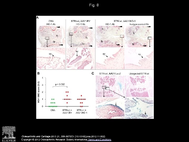 Fig. 8 Osteoarthritis and Cartilage 2013 21, 358 -367 DOI: (10. 1016/j. joca. 2012.