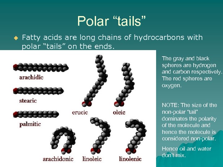 Polar “tails” u Fatty acids are long chains of hydrocarbons with polar “tails” on