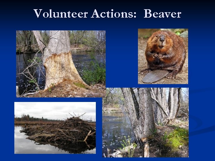 Volunteer Actions: Beaver 