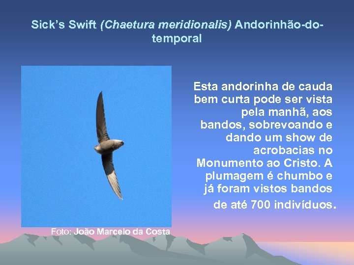 Sick’s Swift (Chaetura meridionalis) Andorinhão-dotemporal Esta andorinha de cauda bem curta pode ser vista