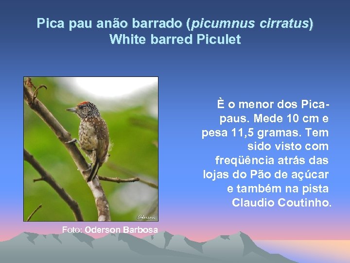 Pica pau anão barrado (picumnus cirratus) White barred Piculet È o menor dos Picapaus.