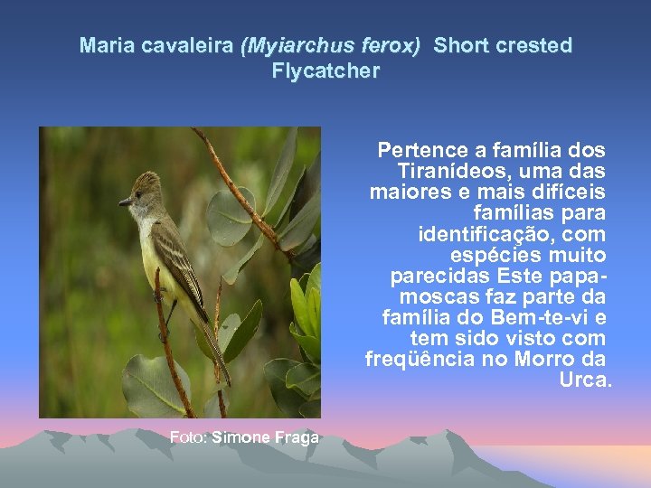 Maria cavaleira (Myiarchus ferox) Short crested Flycatcher Pertence a família dos Tiranídeos, uma das