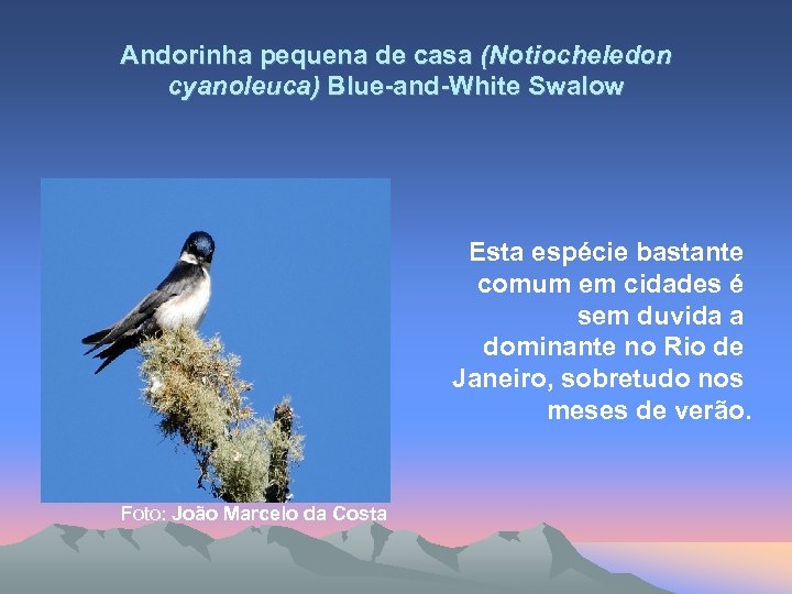 Andorinha pequena de casa (Notiocheledon cyanoleuca) Blue-and-White Swalow Esta espécie bastante comum em cidades