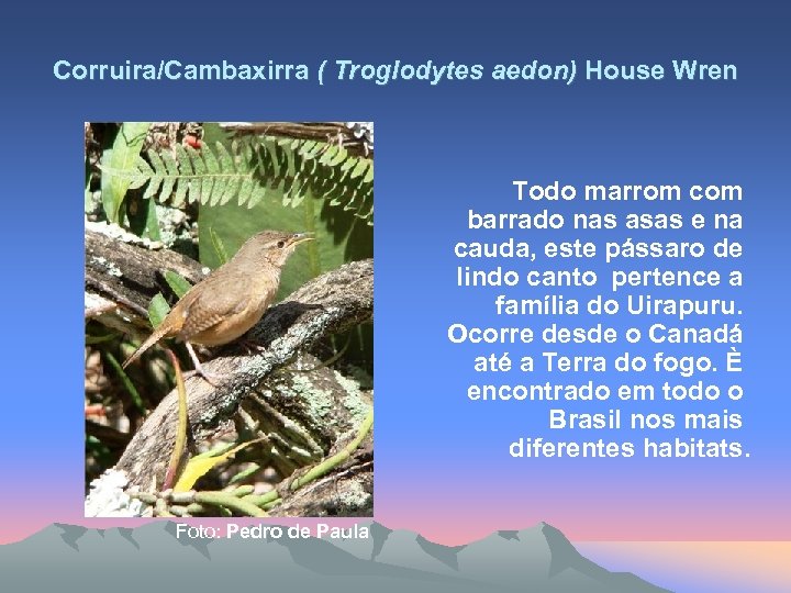 Corruira/Cambaxirra ( Troglodytes aedon) House Wren Todo marrom com barrado nas asas e na