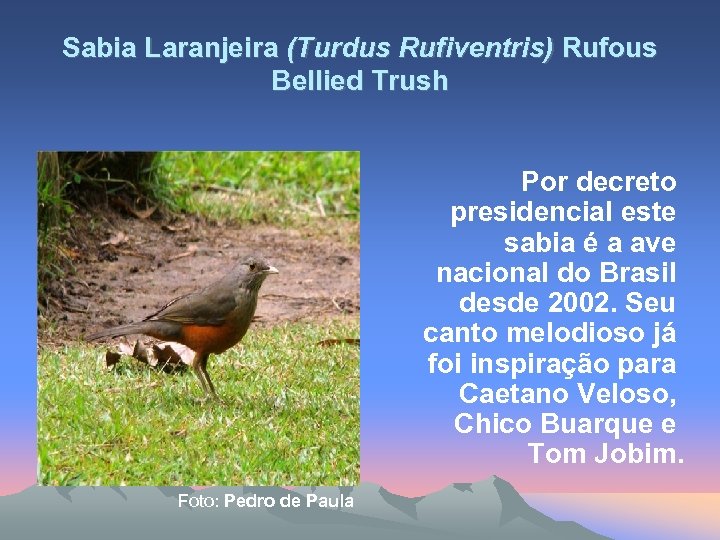 Sabia Laranjeira (Turdus Rufiventris) Rufous Bellied Trush Por decreto presidencial este sabia é a