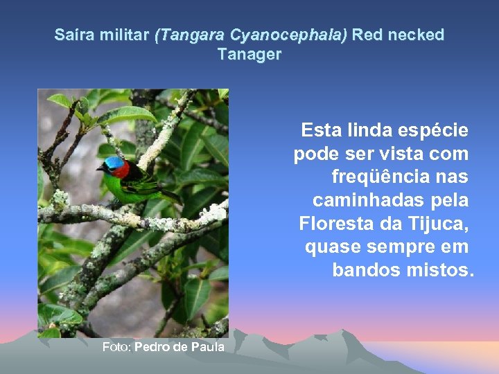 Saíra militar (Tangara Cyanocephala) Red necked Tanager Esta linda espécie pode ser vista com