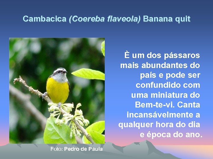 Cambacica (Coereba flaveola) Banana quit È um dos pássaros mais abundantes do país e