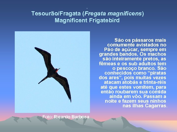 . Tesourão/Fragata (Fregata magnificens) Magnificent Frigatebird São os pássaros mais comumente avistados no Pão
