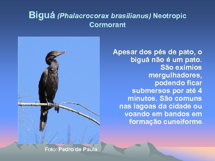 Biguá (Phalacrocorax brasilianus) Neotropic Cormorant Apesar dos pés de pato, o biguá não é
