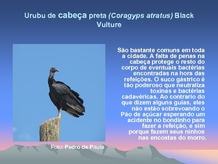 Urubu de cabeça preta (Coragyps atratus) Black Vulture São bastante comuns em toda a