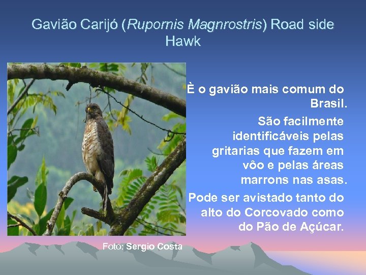 Gavião Carijó (Rupornis Magnrostris) Road side Hawk È o gavião mais comum do Brasil.
