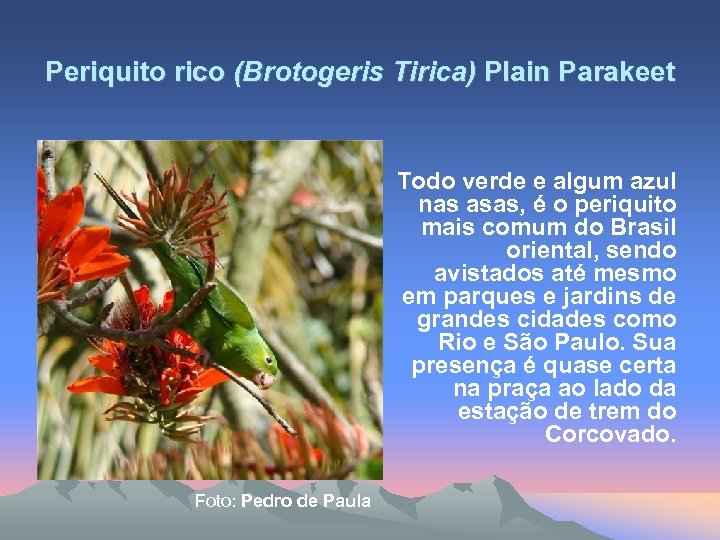 Periquito rico (Brotogeris Tirica) Plain Parakeet Todo verde e algum azul nas asas, é