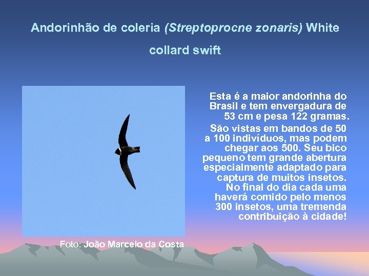 Andorinhão de coleria (Streptoprocne zonaris) White collard swift Esta é a maior andorinha do
