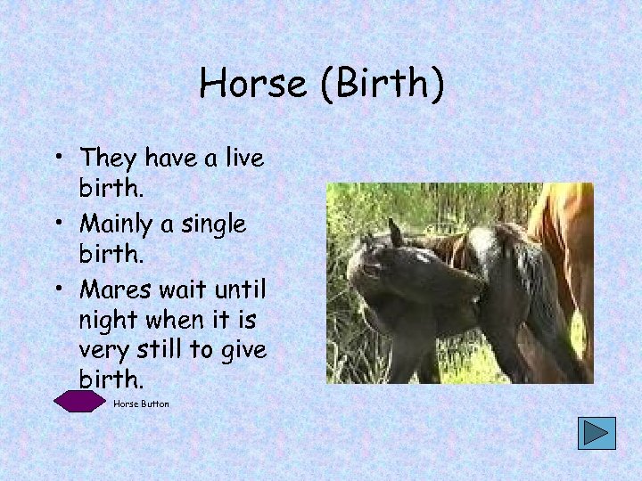 Horse (Birth) • They have a live birth. • Mainly a single birth. •