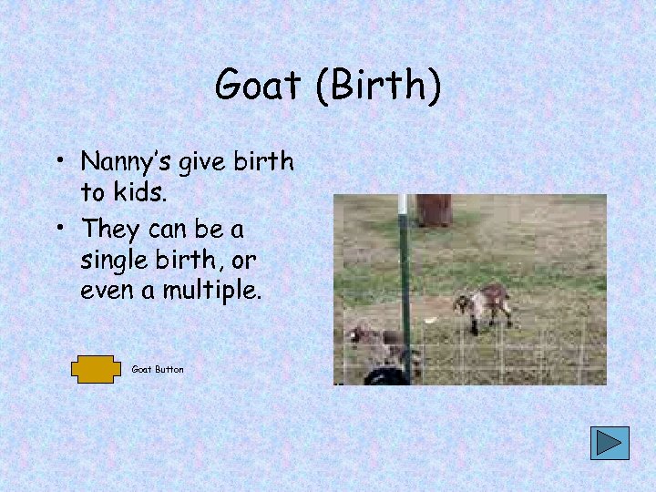 Goat (Birth) • Nanny’s give birth to kids. • They can be a single
