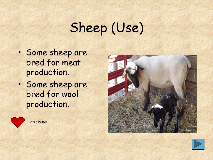 Sheep (Use) • Some sheep are bred for meat production. • Some sheep are