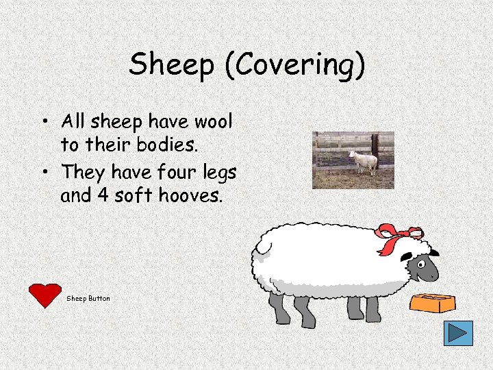 Sheep (Covering) • All sheep have wool to their bodies. • They have four