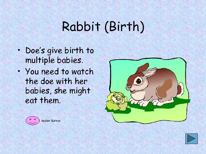 Rabbit (Birth) • Doe’s give birth to multiple babies. • You need to watch