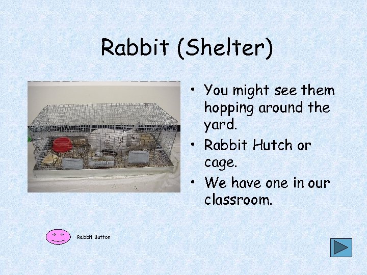 Rabbit (Shelter) • You might see them hopping around the yard. • Rabbit Hutch