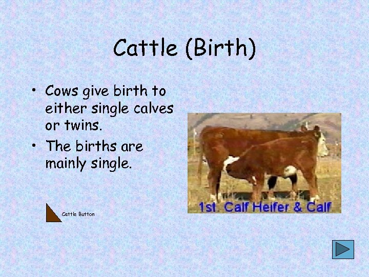 Cattle (Birth) • Cows give birth to either single calves or twins. • The