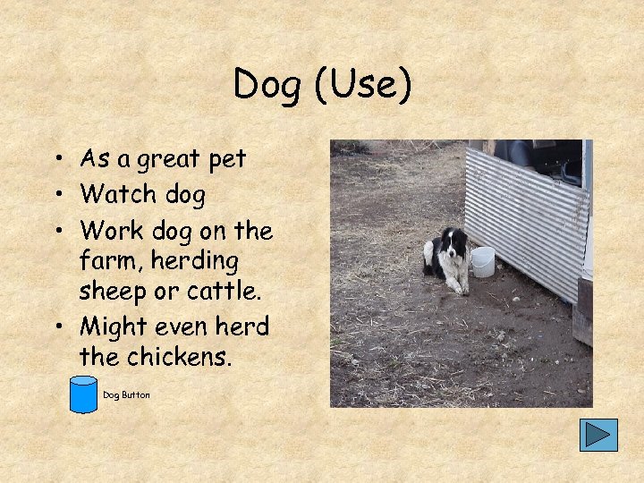 Dog (Use) • As a great pet • Watch dog • Work dog on