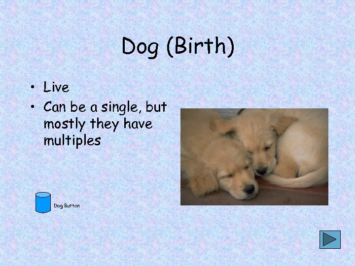 Dog (Birth) • Live • Can be a single, but mostly they have multiples