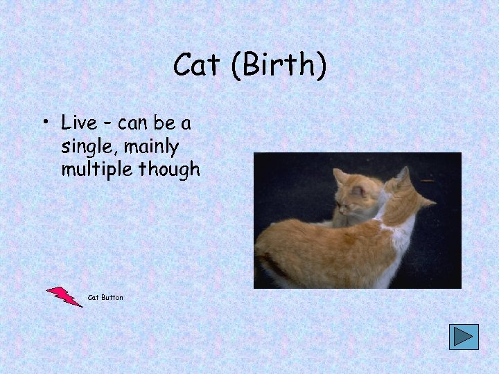 Cat (Birth) • Live – can be a single, mainly multiple though Cat Button