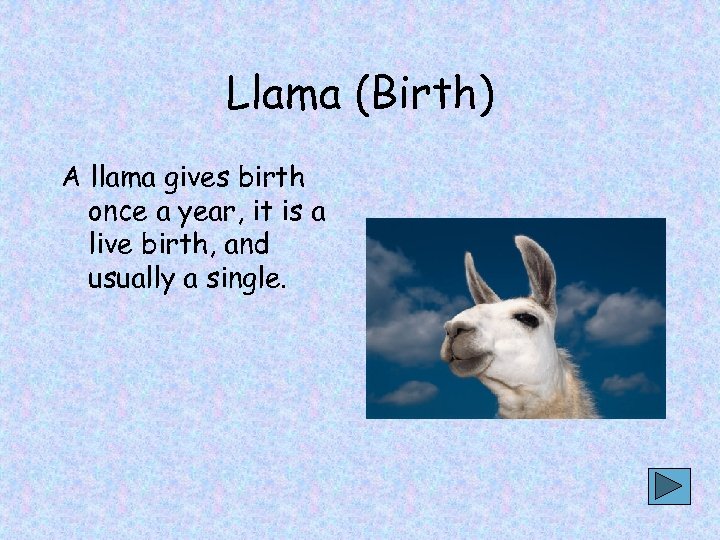 Llama (Birth) A llama gives birth once a year, it is a live birth,